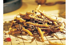 广州回收冬虫夏草提示冬虫夏草以实现人工培植
