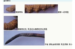  广州回收冬虫夏草介绍虫草鉴别详图